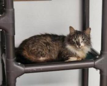 Maine Coon Cats Available for Adoption - Cat 27691 | PetCurious