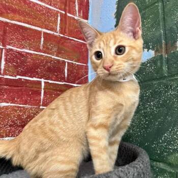 Habanero -  Domestic Short Hair Cat for Adoption in Laredo, Texas - Habanero | PetCurious