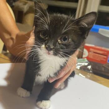Silo -  Domestic Short Hair Cat for Adoption in Cedaredge, Colorado - Silo | PetCurious