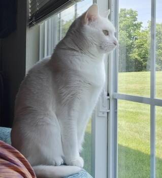 Azula -  Domestic Short Hair Cat for Adoption in Maineville, Ohio - Azula | PetCurious