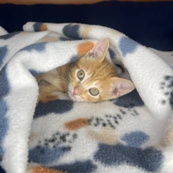 Rescue Domestic Short Hair Cats for Adoption in San Antonio, Texas - Tangerine | PetCurious