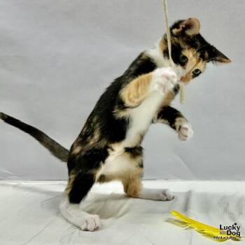 Liza -  Domestic Short Hair Cat for Adoption in Washington, District Of Columbia - Liza | PetCurious