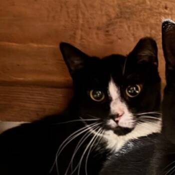 Rescue Domestic Short Hair Cats for Adoption in Ephrata, Pennsylvania - Skittles | PetCurious