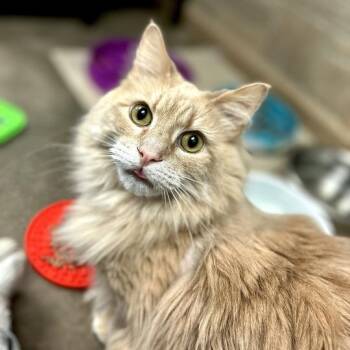Pumpkin -  Domestic Long Hair Cat for Adoption in Davenport, Iowa - Pumpkin | PetCurious