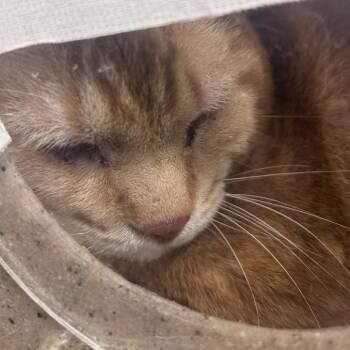 Domestic Short Hair Cats Available for Adoption in Philadelphia, Pennsylvania - Garfield Gardens | PetCurious