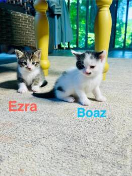 Ezra -  Domestic Short Hair Cat for Adoption in Johnson City, Tennessee - Ezra | PetCurious
