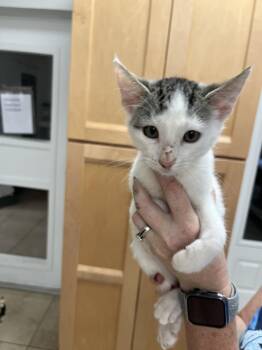 Rescue Domestic Short Hair Cats for Adoption in Hilton Head Island, South Carolina - Pepper | PetCurious