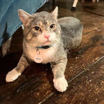 Mark -  Domestic Short Hair Cat for Adoption - Mark | PetCurious