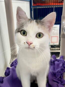 Rescue Domestic Short Hair Cats for Adoption in Webster, Wisconsin - Mira | PetCurious