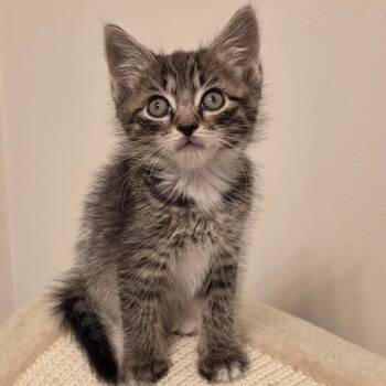 Puffett -  Domestic Short Hair Cat for Adoption in Fredericksburg, Virginia - Puffett | PetCurious