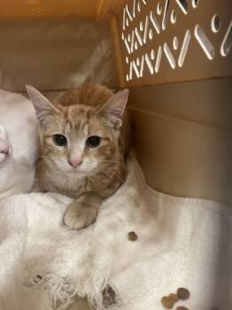 Rescue Domestic Short Hair Cats for Adoption in Atlanta, Georgia - Orbs | PetCurious