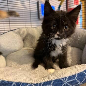 Oreo -  Domestic Medium Hair Cat Available for Adoption in Hanna City, Illinois - Oreo | PetCurious