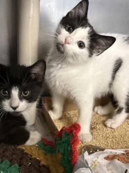 Athos -  Domestic Short Hair Cat for Adoption in Morristown, New Jersey - Athos | PetCurious
