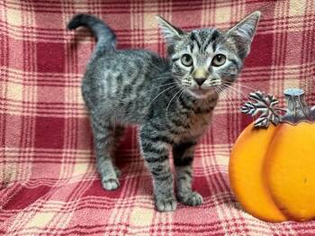VIENNA -  Domestic Short Hair Cat for Adoption in Louisville, Kentucky - VIENNA | PetCurious