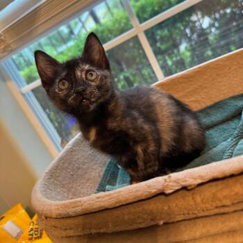 Tater -  Domestic Short Hair Cat for Adoption in Houston, Texas - Tater | PetCurious