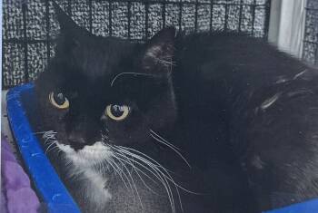 Rescue Domestic Short Hair Cats for Adoption in Fort Madison, Iowa - Lucky | PetCurious