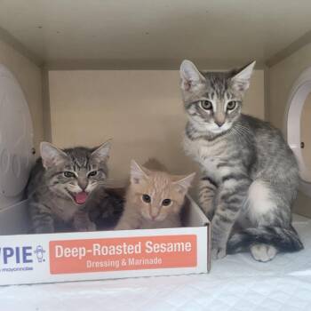 Lox -  Domestic Medium Hair Cat for Adoption in Westminster, California - Lox | PetCurious