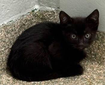 Noch -  Domestic Short Hair Cat for Adoption - Noch | PetCurious