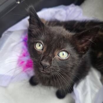 Ricky 2 -  Domestic Short Hair Cat for Adoption - Ricky 2 | PetCurious