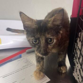 Samantha -  Domestic Short Hair Cat for Adoption in Tampa, Florida - Samantha | PetCurious