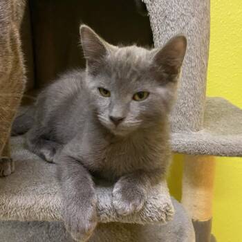 Grumpy Bear -  Domestic Short Hair Cat for Adoption in Fresno, California - Grumpy Bear | PetCurious