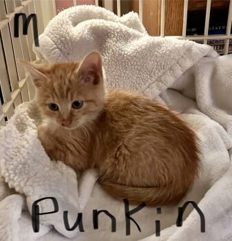 Rescue Domestic Short Hair Cats for Adoption in Moses Lake, Washington - SG - Punkin | PetCurious