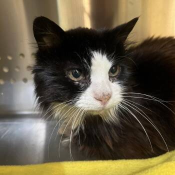 Domestic Long Hair Cats Available for Adoption in Port Townsend, Washington - Strudel | PetCurious