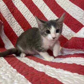 Bubba -  Domestic Short Hair Cat for Adoption in Columbus, North Carolina - Bubba | PetCurious