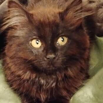 Coal -  Domestic Short Hair Cat for Adoption in Belfair, Washington - Coal | PetCurious