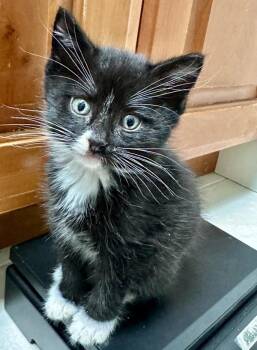 Beetlejuice -  Domestic Short Hair Cat for Adoption in Sherwood, Oregon - Beetlejuice | PetCurious