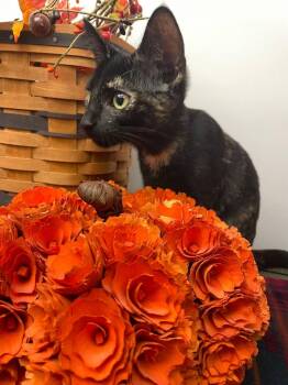 Gigi -  Domestic Short Hair and Tortoiseshell Cat for Adoption in Hartville, Ohio - Gigi | PetCurious