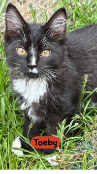 Toeby -  Domestic Long Hair Cat for Adoption in Warren, Ohio - Toeby | PetCurious