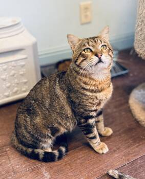 Rescue Domestic Short Hair Cats for Adoption in Villa Park, California - Caspian | PetCurious