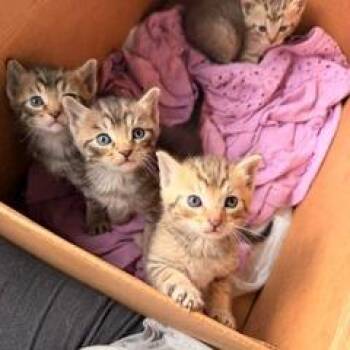 Valterri -  Domestic Short Hair Cat for Adoption in St. Louis, Missouri - Valterri | PetCurious