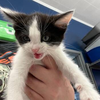 Domestic Medium Hair Cats Available for Adoption in Summerlee, West Virginia - Wyatt | PetCurious