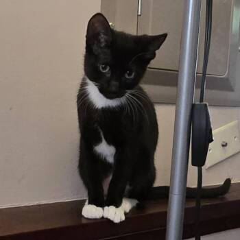 Tuxi -  Domestic Short Hair Cat for Adoption in Saint Paul, Minnesota - Tuxi | PetCurious