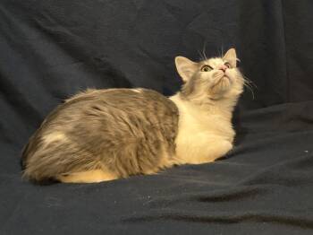 Whyskie Farm -  Domestic Short Hair Cat for Adoption in Chandler, Arizona - Whyskie Farm | PetCurious