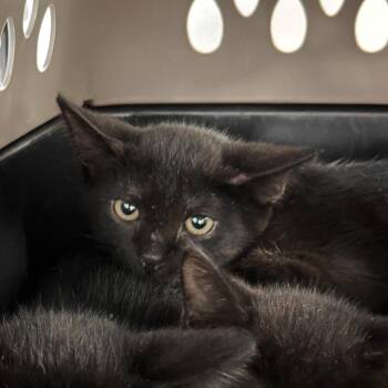 Venom -  Domestic Short Hair Cat for Adoption in West Palm Beach, Florida - Venom | PetCurious