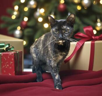 Rescue Domestic Short Hair Cats for Adoption in Elyria, Ohio - Vori | PetCurious