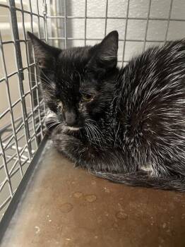 SALLY -  Domestic Short Hair Cat for Adoption in Las Vegas, Nevada - SALLY | PetCurious