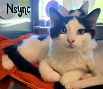 NSync -  Domestic Medium Hair Cat for Adoption in Bossier City, Louisiana - NSync | PetCurious