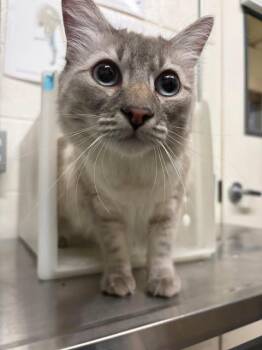 Dango -  Domestic Medium Hair Cat for Adoption in Fruit Heights, Utah - Dango | PetCurious