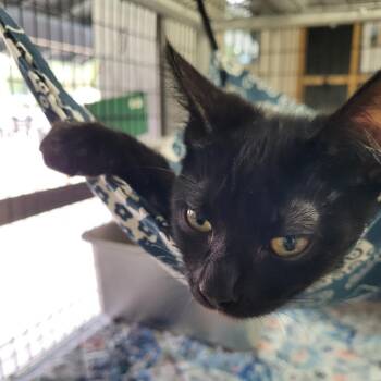 Domestic Short Hair Cats Available for Adoption - Teri | PetCurious