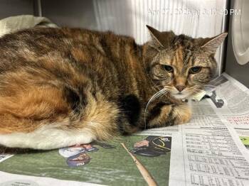 Domestic Short Hair Cats Available for Adoption in Ocala, Florida - PORKIE | PetCurious