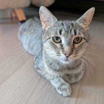 Fuschia -  Domestic Short Hair Cat for Adoption in Mokena, Illinois - Fuschia | PetCurious