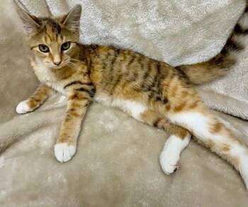 Rescue Domestic Short Hair Cats for Adoption in Gary, Indiana - Scarlet | PetCurious