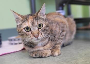 Stardust -  Domestic Short Hair Cat for Adoption in Kirkland, Washington - Stardust | PetCurious