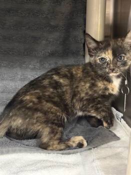 Domestic Short Hair Cats Available for Adoption - FRECKLE FURY | PetCurious