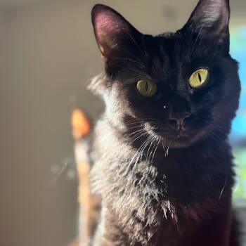 Rescue Domestic Medium Hair Cats for Adoption in Durham, North Carolina - Spooky | PetCurious
