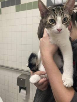 JELLY BEAN -  Domestic Short Hair Cat for Adoption in Dallas, Texas - JELLY BEAN | PetCurious